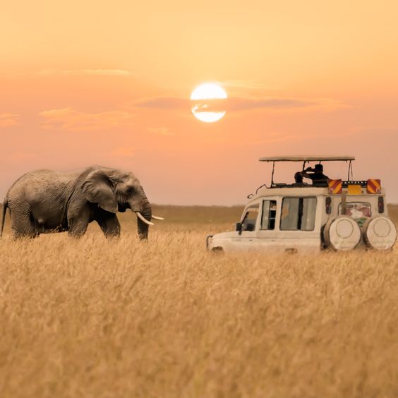 Elephants roaming in Amboseli National Park