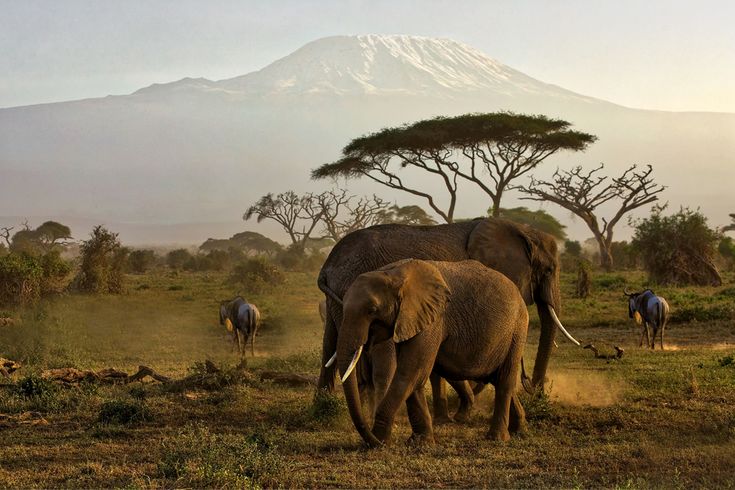 Scenic view of Kenyan savannah with acacia trees and wildlife