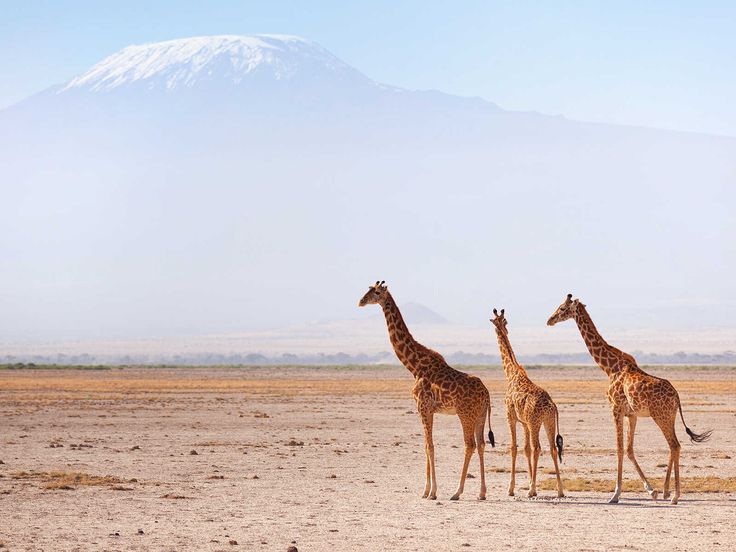 Elephants with Mount Kilimanjaro in the background