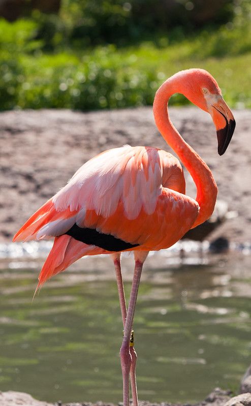 Flamingo