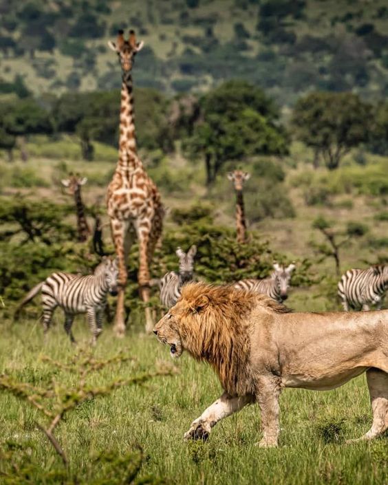 Lions in Maasai Mara