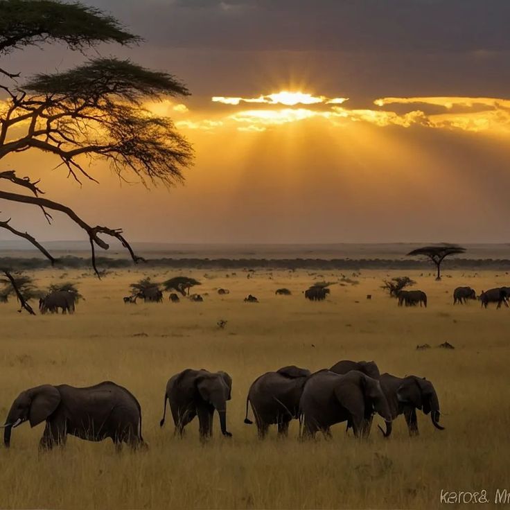 Maasai Mara landscape