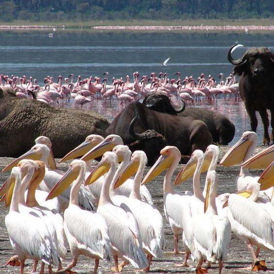 Lake Nakuru Image 1