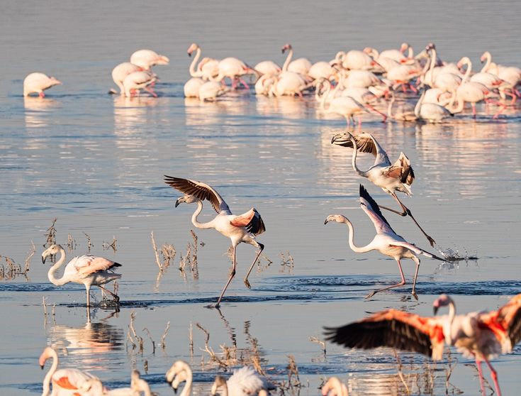 Flamingos at Lake Nakuru