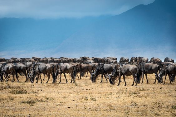 Elephant in Amboseli