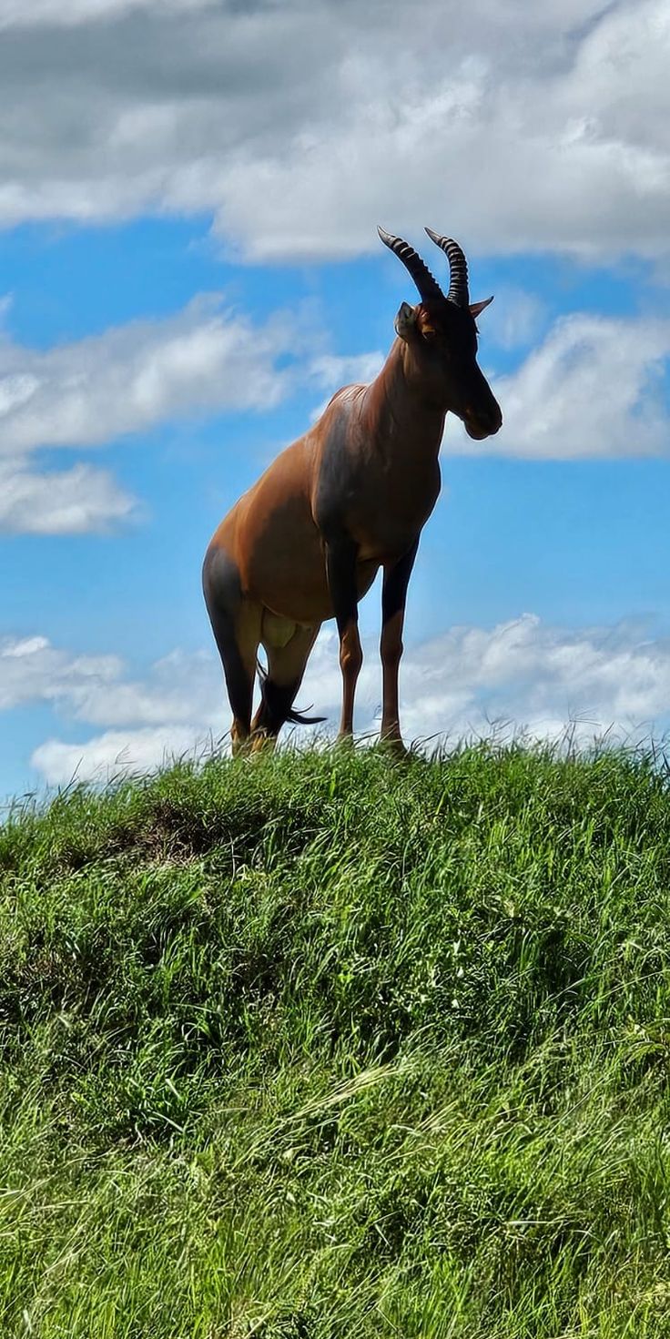 Tsavo National Park